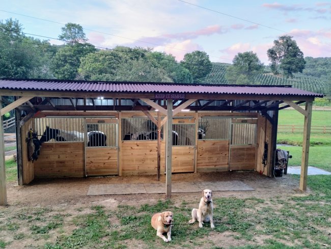 completed run in shed with stalls